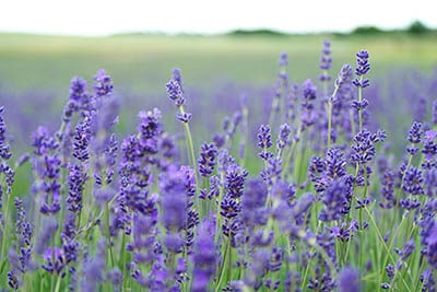 Photo by Annie Spratt on Unsplash of Lavender used on CurlsForYou.dk