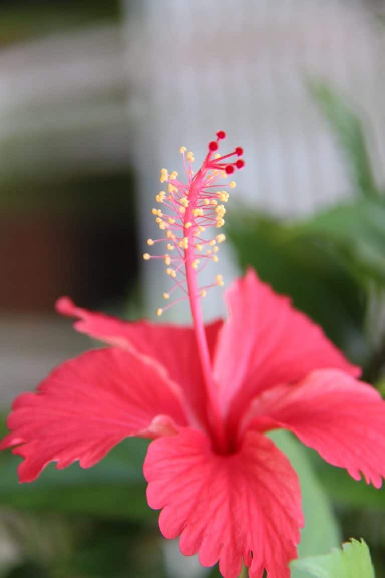 Photo by Jeffery Wong on Unsplash showing a Hibiscus flower