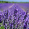 lavenders-g28c7a7bff_640