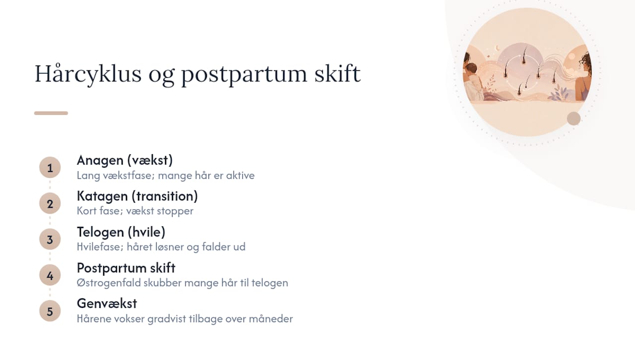 De tre faser i hårcyklussen efter fødslen